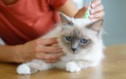 Katze wird mit Zeckenmittel behandelt