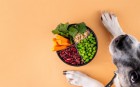 Hund neben Schüssel mit Gemüse, Hülsenfrüchten und Haferflocken.